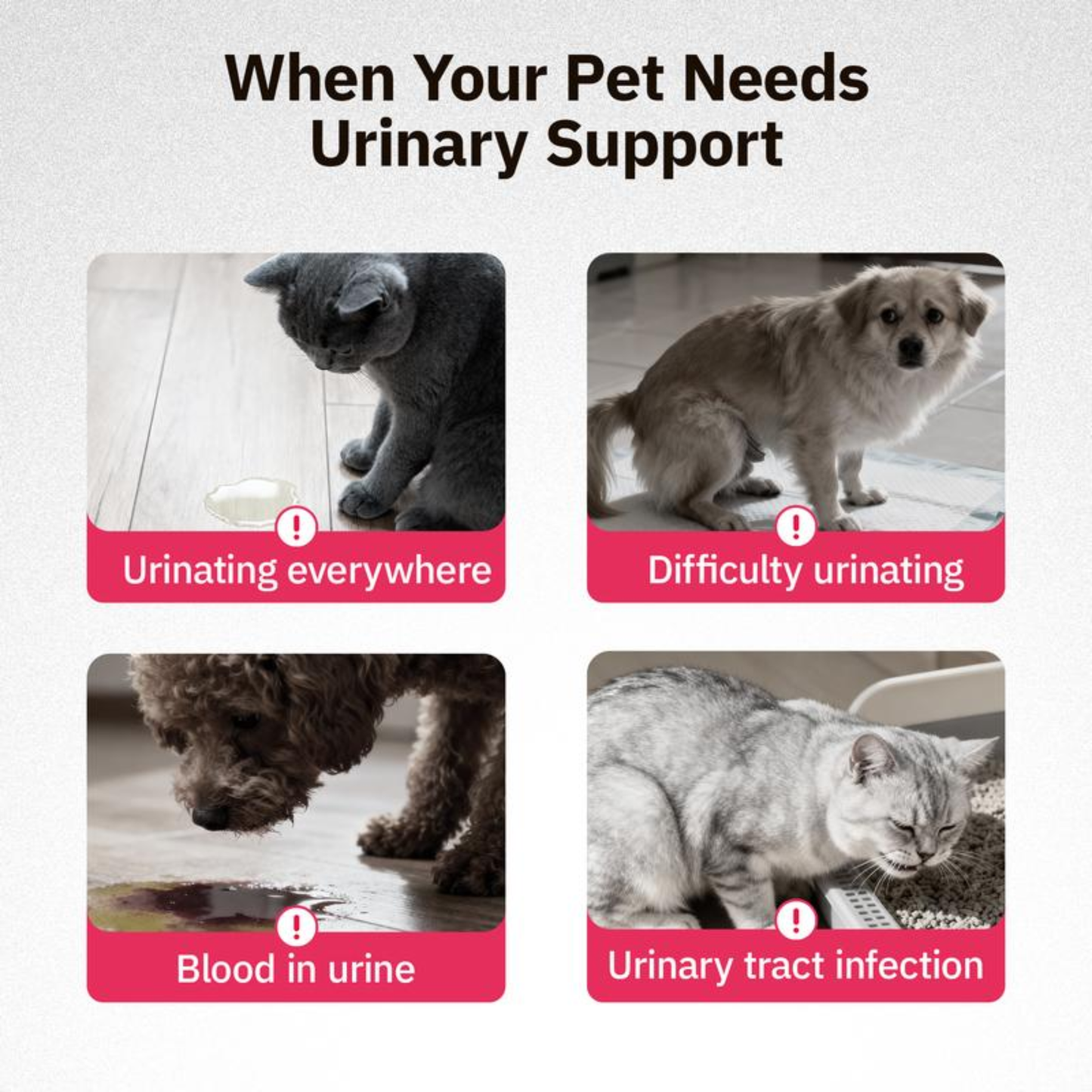 PurrRelief Cat Natural UTI Treatment